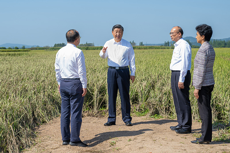 9月6日至8日，中共中央总书记、国度主席、中央军委主席习近平在黑龙江调查。这是7日上午，习近平在遭逢洪涝灾害的哈尔滨尚志市老街基乡龙王庙村，观察水稻受灾情况。
