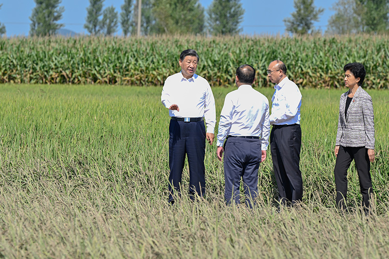 9月6日至8日，中共中央总书记、国度主席、中央军委主席习近平在黑龙江调查。这是7日上午，习近平在遭逢洪涝灾害的哈尔滨尚志市老街基乡龙王庙村，观察水稻受灾情况。